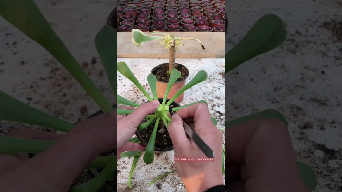 Tips for succulents | 多肉植物 | 다육이들 | Suculentas