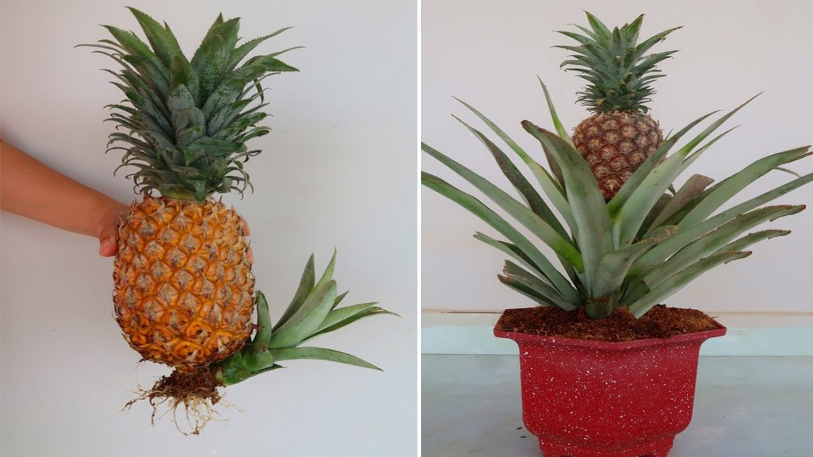 How to grow pineapple tree from pineapple fruit In Containers