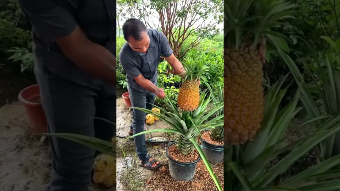Growing Pineapple in a pot