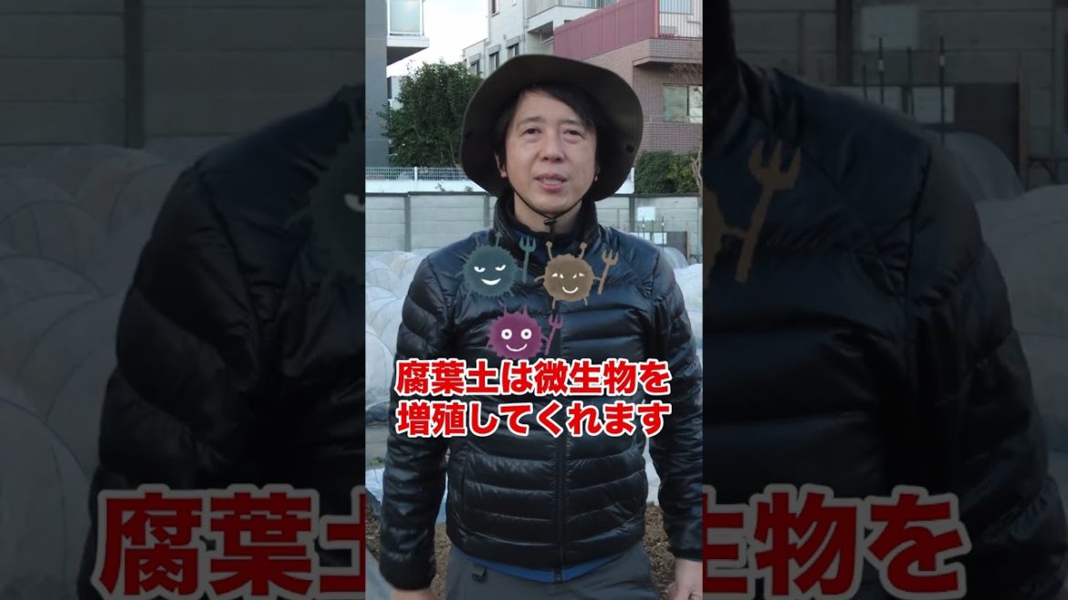 家庭菜園初心者の方必見！これから有機栽培を始める３ステップ！ #shorts / 3 steps to grow organically for the first time.
