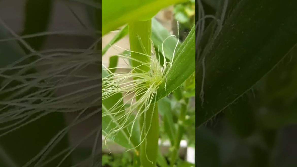 Corn update π½ my first cob?? π± #corn #corny #cornonthecob #crop #growth #growing #wednesday #midw Corn update π½ my first cob?? π± #corn #corny #cornonthecob #crop #growth #growing #wednesday #midw