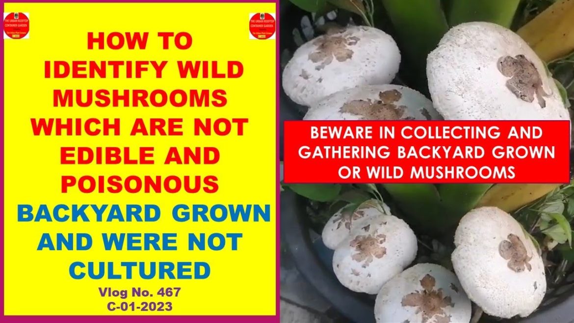How To Identify Wild Mushrooms Which Are Not Edible and Poisonous-Backyard Grown and Not Cultured.