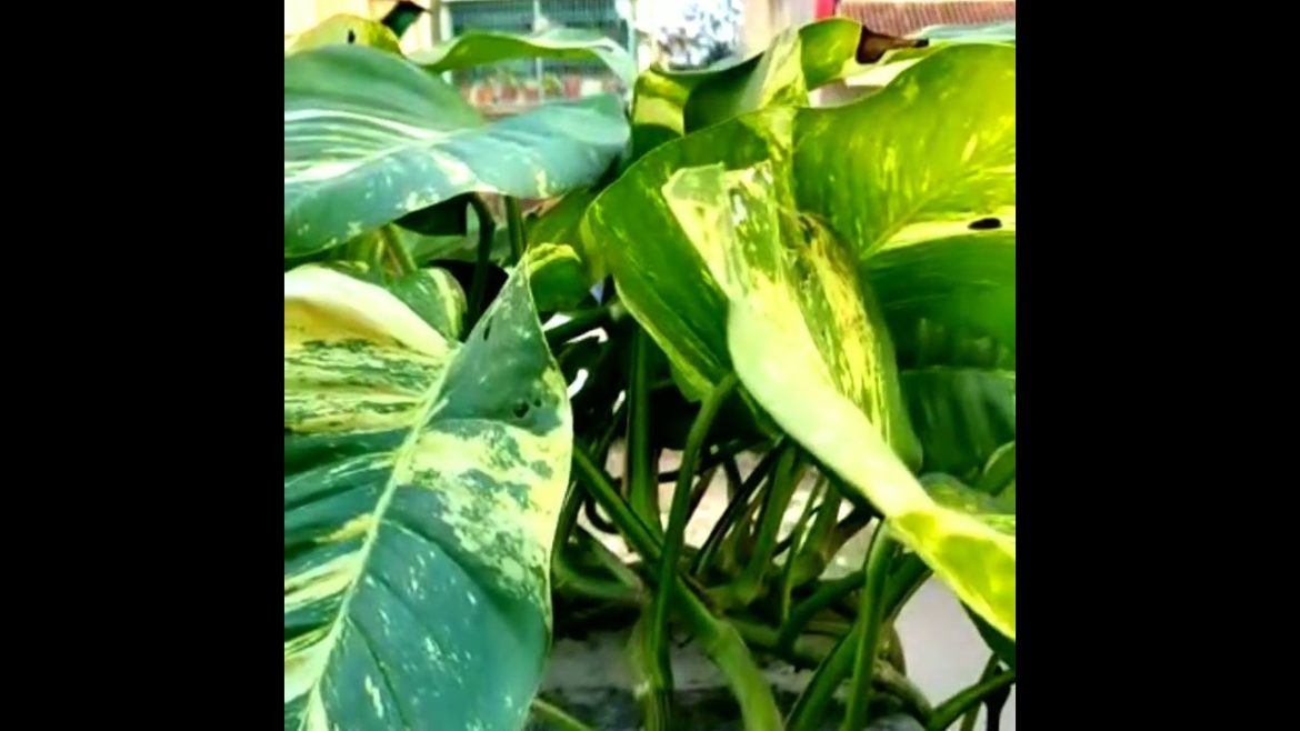 Big leaves Money Plant  #shorts #youtubeshorts