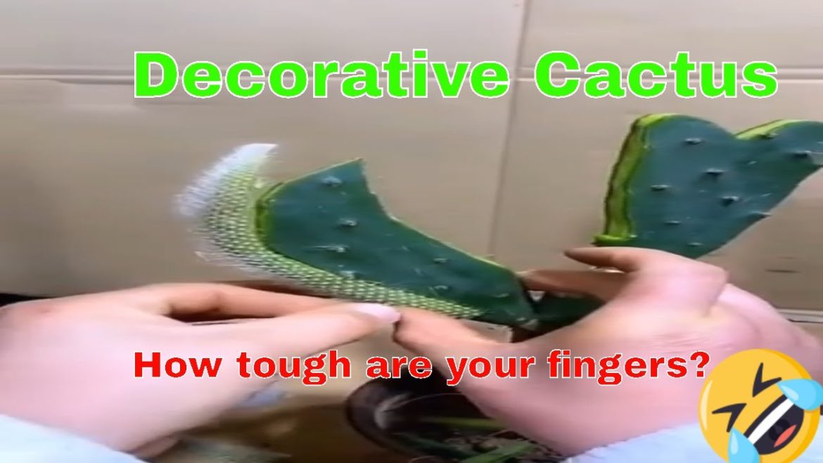 Decorative Cactus#gardening #indoorplant #graftingplants