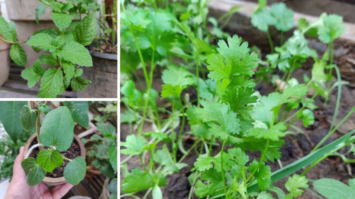 Vegetable gardening tips - Veggies which you can grow in containers - गमले में उगने वाली सब्जियां