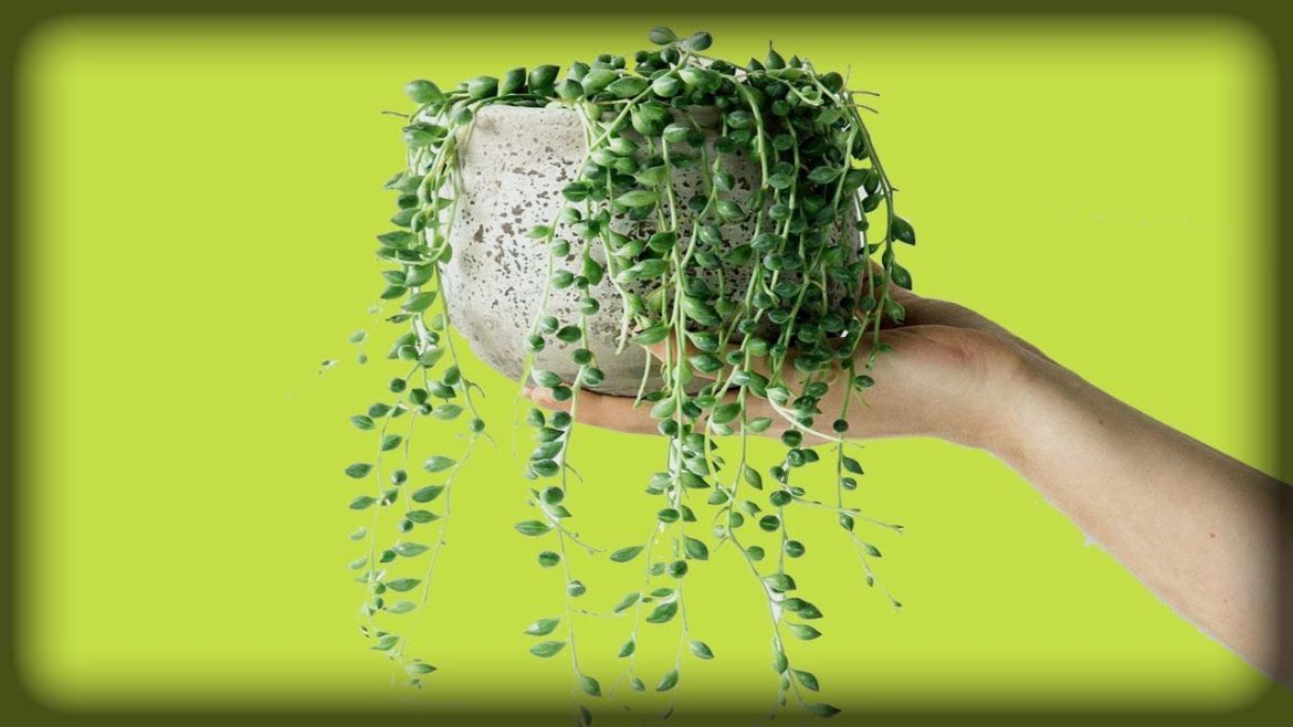 9 Best Tips to Care For String of Pearl Plant - Gardening Tips