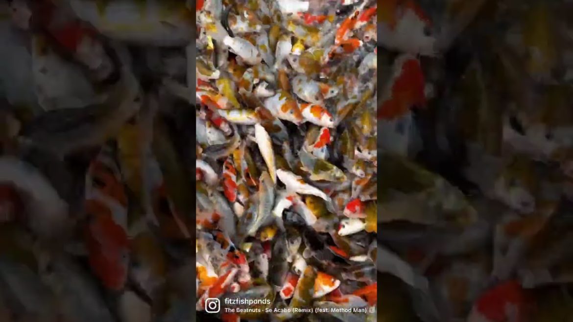How the Koi React When They Find Out They Are Coming Back to USA! #shorts How the Koi React When They Find Out They Are Coming Back to USA! #shorts