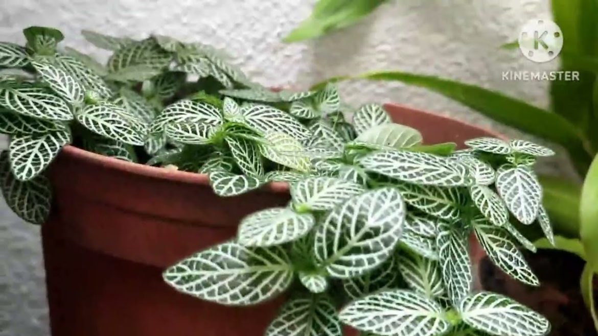 Surround your home with beautiful green leafy plants to get air purification and greenery Surround your home with beautiful green leafy plants to get air purification and greenery