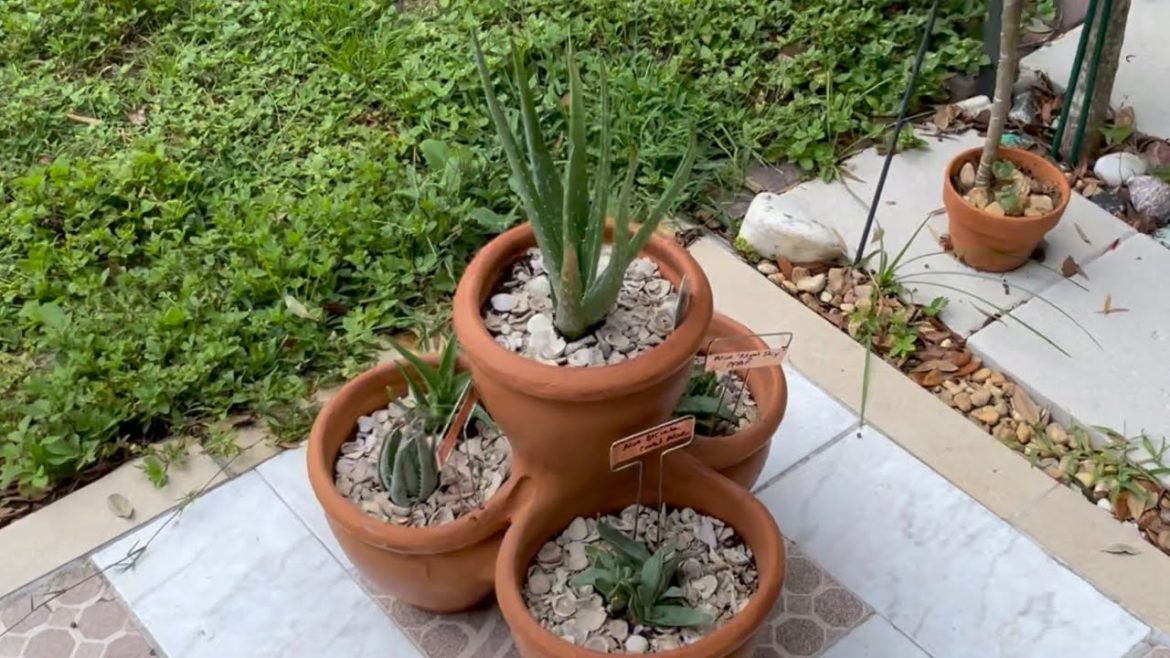 Creating an Aloe Container Garden