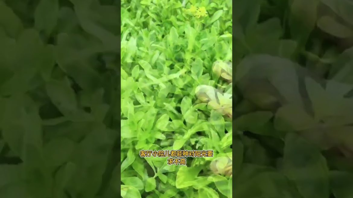 how to growing vegetable #natural #satisfying