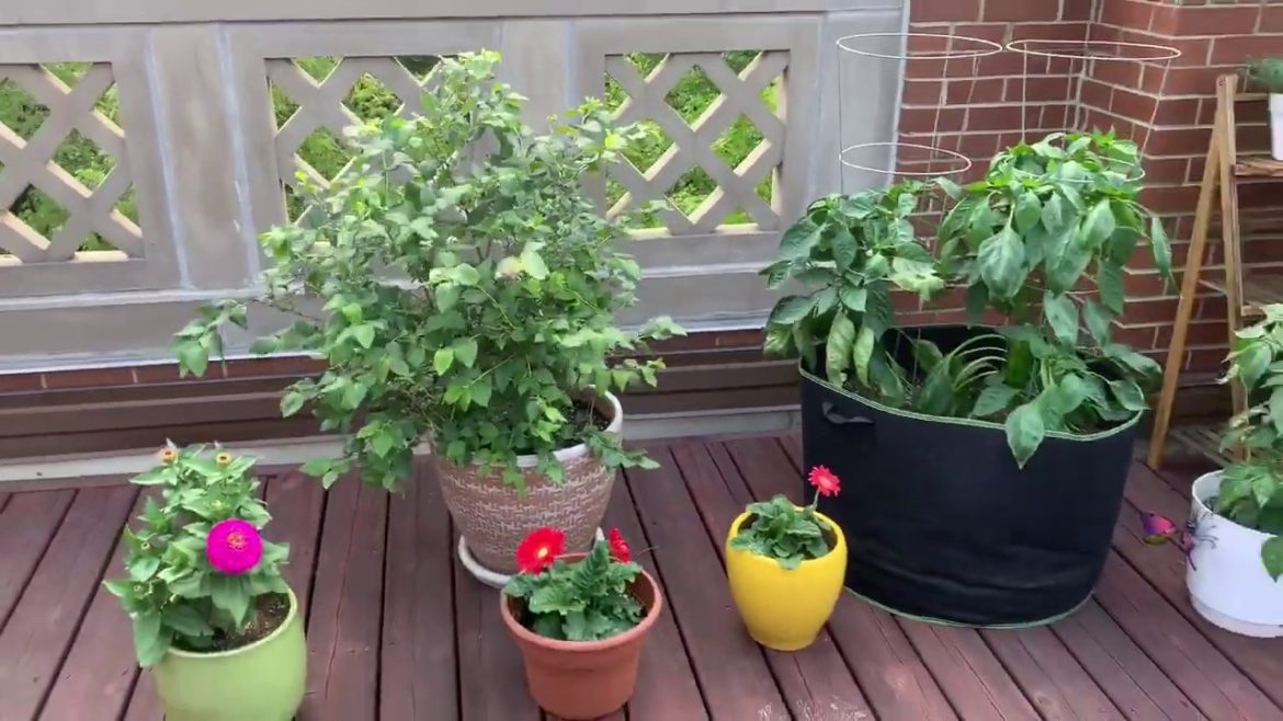 Bethany Bey--Rooftop Container Garden