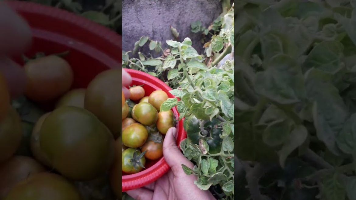 my last tomato harvesting #gardening ideas gardening tips &home #short video
