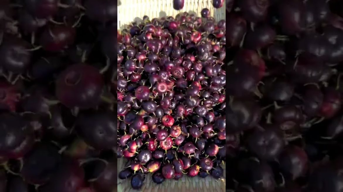 Wild fruit but very sweet