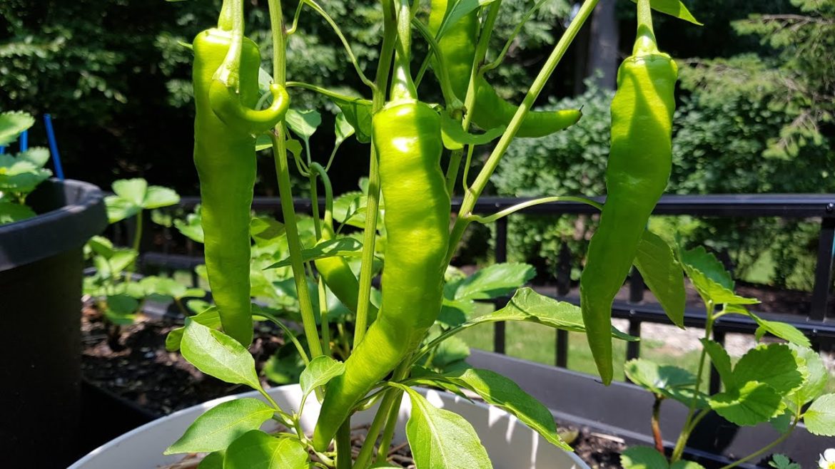 Cayenne Peppers Are Beautiful, Armenian Cucumbers are Fruiting: Container Garden Update!