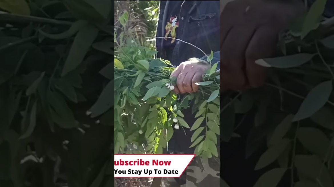 #shorts Easy Way To Propagate Katuk In Your  Food Forest Garden