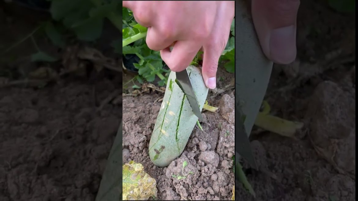 how to growing vegetable #natural #satisfying