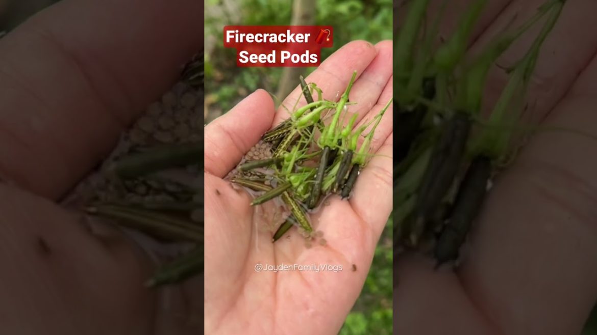 Firecrackers SEED PODS 🧨😱💥#shorts #satisfying #oddlysatisfying #youtubeshorts