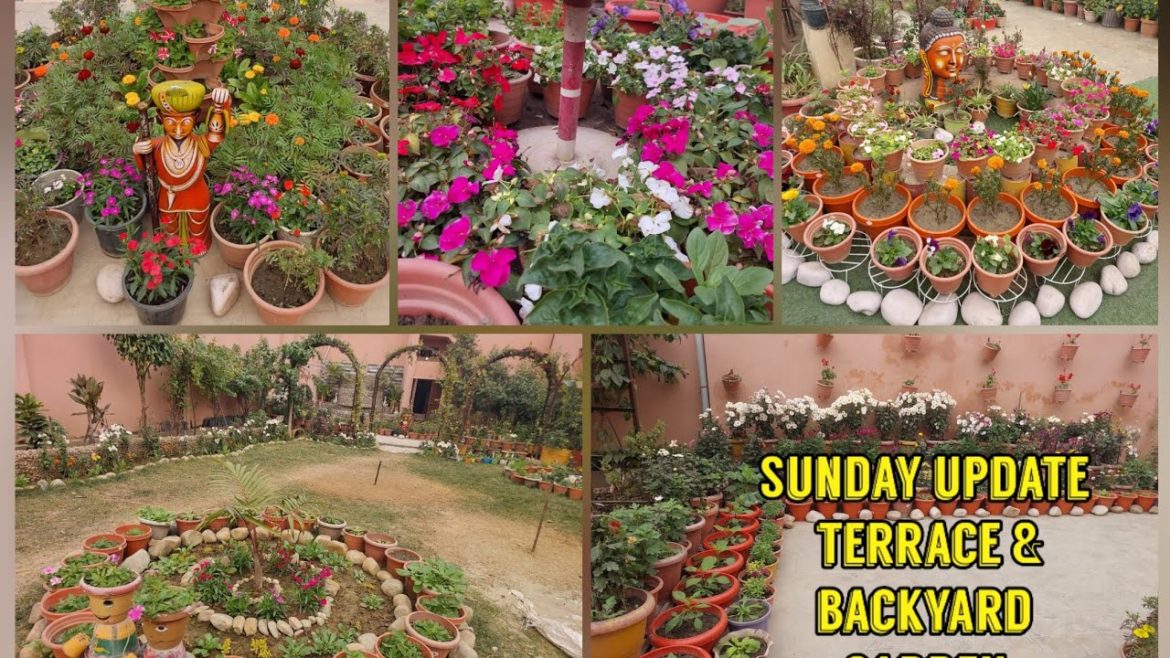 Sunday garden update My terrace & backyard garden overview