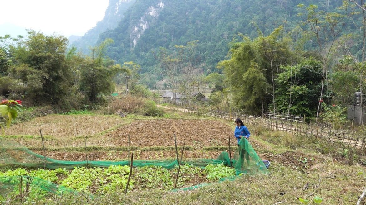 A hard day's work: gardening, collecting wild bananas, medicinal roots, Dioscoreaceae | Mây Gió Ngàn