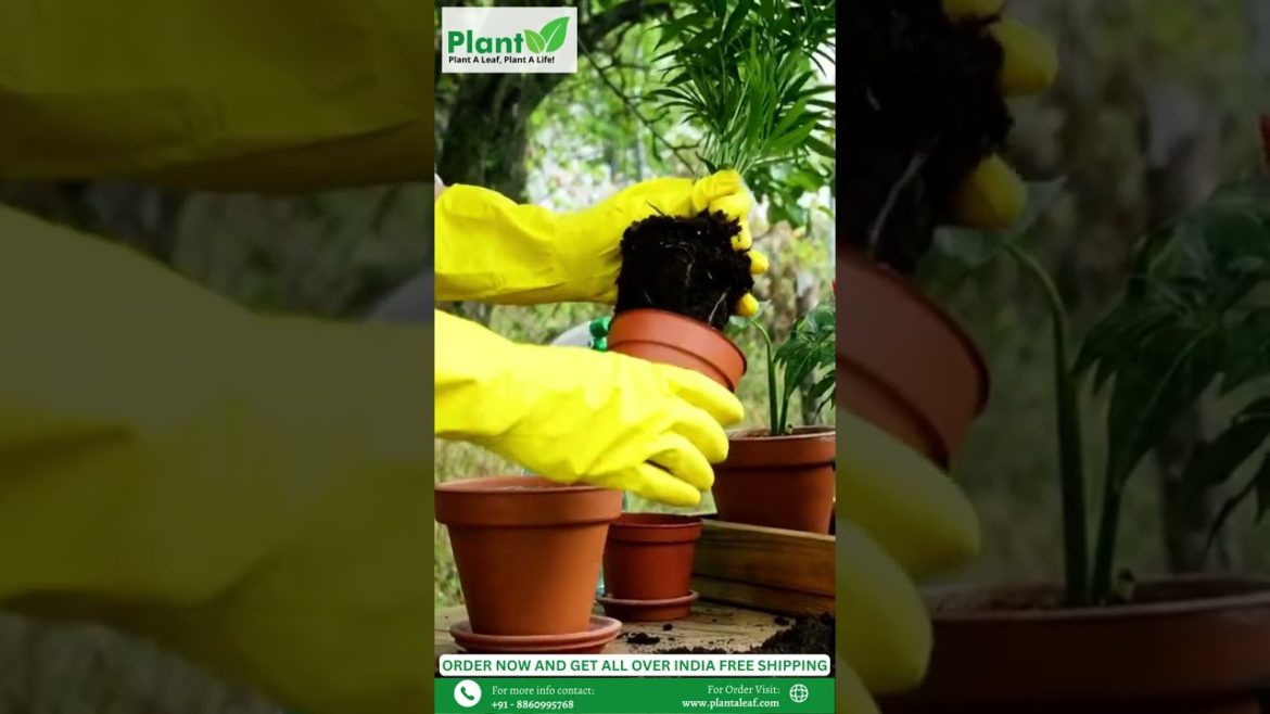 How to re-pot Plants | Buy Live Plants Online | Plant A Leaf #shorts #plantaleaf