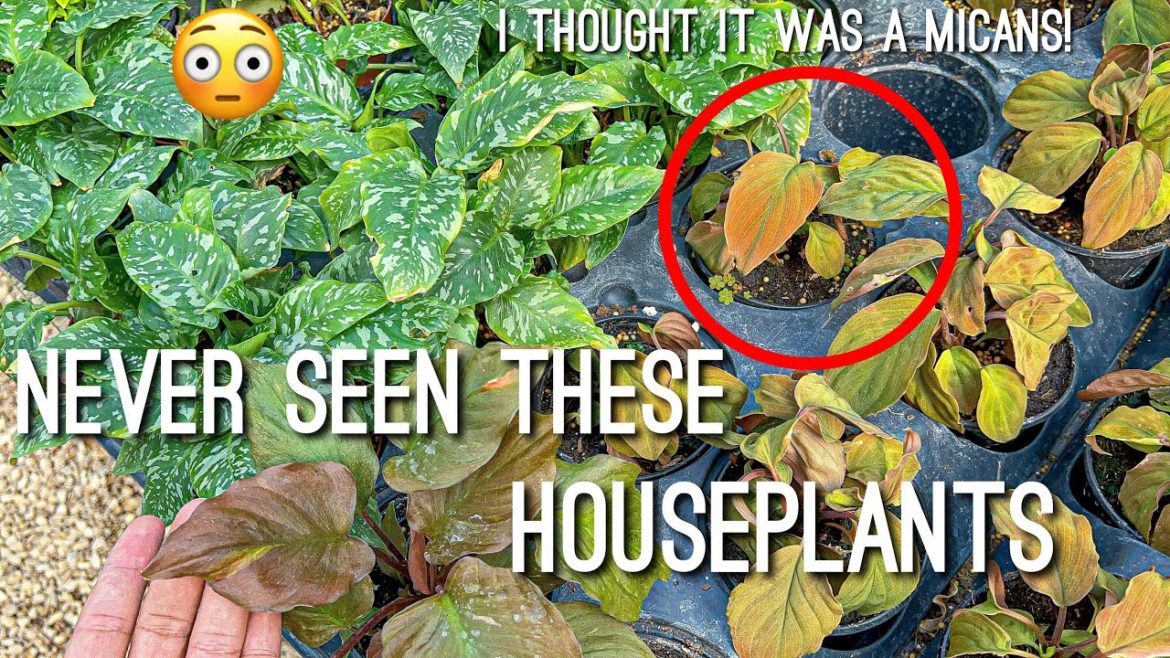 Uncommon Houseplants at a local nursery! Rainbow Gardens Plant Shopping