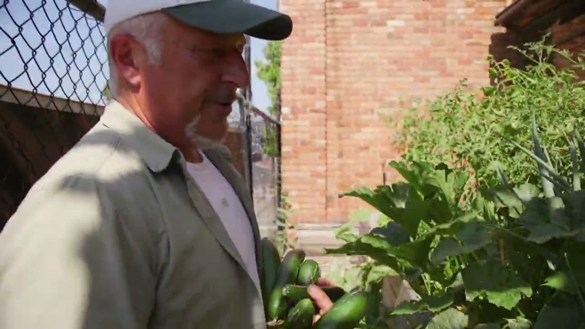 Harveting Veggies From My Raised Beds