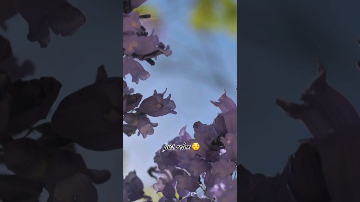 Just relax 😌 #nature #short #shorts #relaxing #ytshorts #viral #gardening #homemade #asthetic #share Just relax 😌 #nature #short #shorts #relaxing #ytshorts #viral #gardening #homemade #asthetic #share