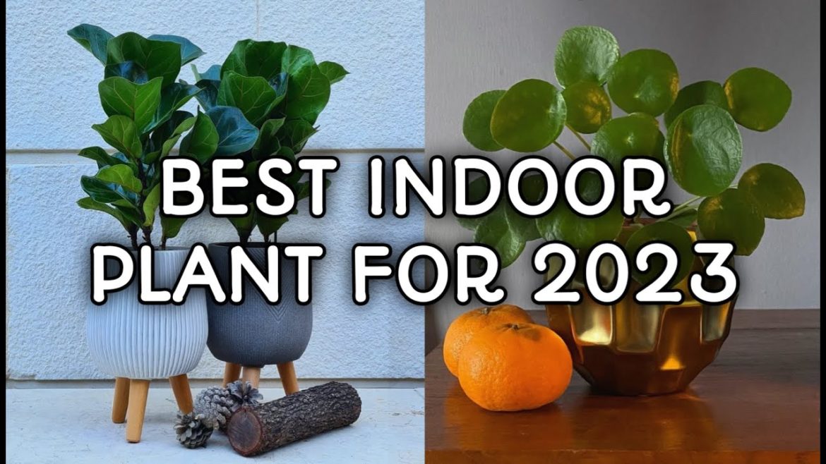 BEST INDOOR PLANT FOR 2023 /INDOOR PLANT WITH NAME/π#Plantdotinfo27π BEST INDOOR PLANT FOR 2023 /INDOOR PLANT WITH NAME/π#Plantdotinfo27π