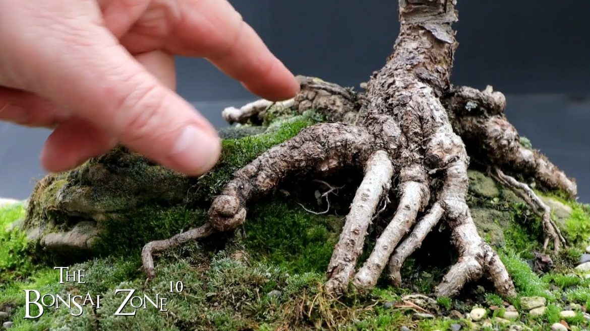 A Major Restyle for My Scots Pine, The Bonsai Zone, Jan 2023