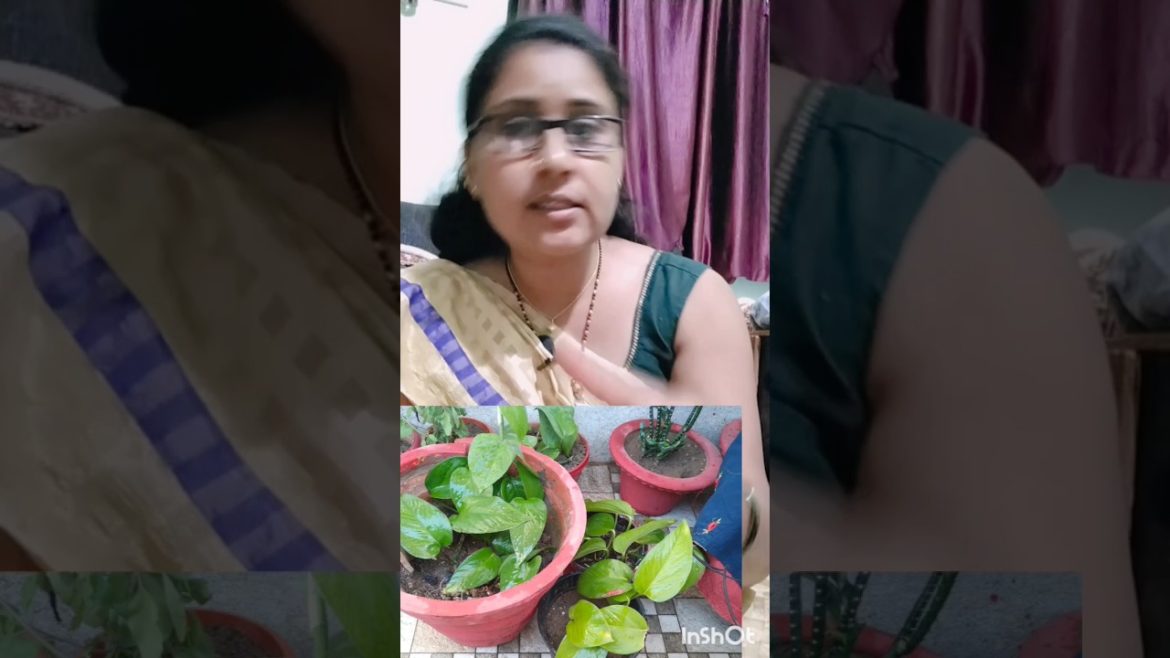 gardening tips for beginners #short #shortvedio #viral #marathi