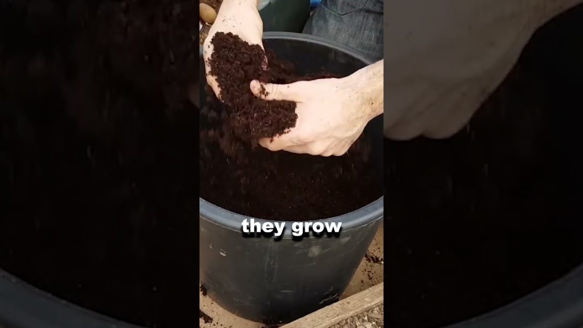Maximizing Your Early Crops How Many Seed Potatoes Should You Use in a Container
