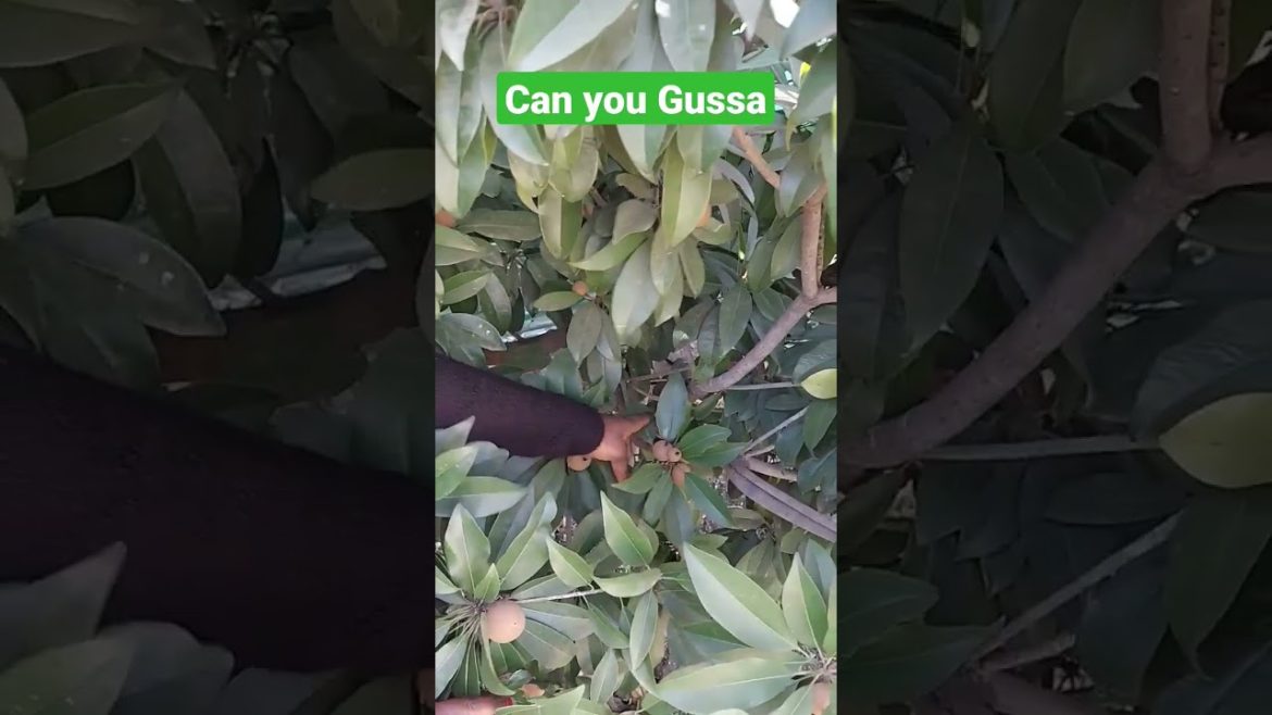 Can you guess 😏 🤔 #shortsfeed #shortvideo #youtubeshorts #short #shorts #ytshorts #2022status #2023