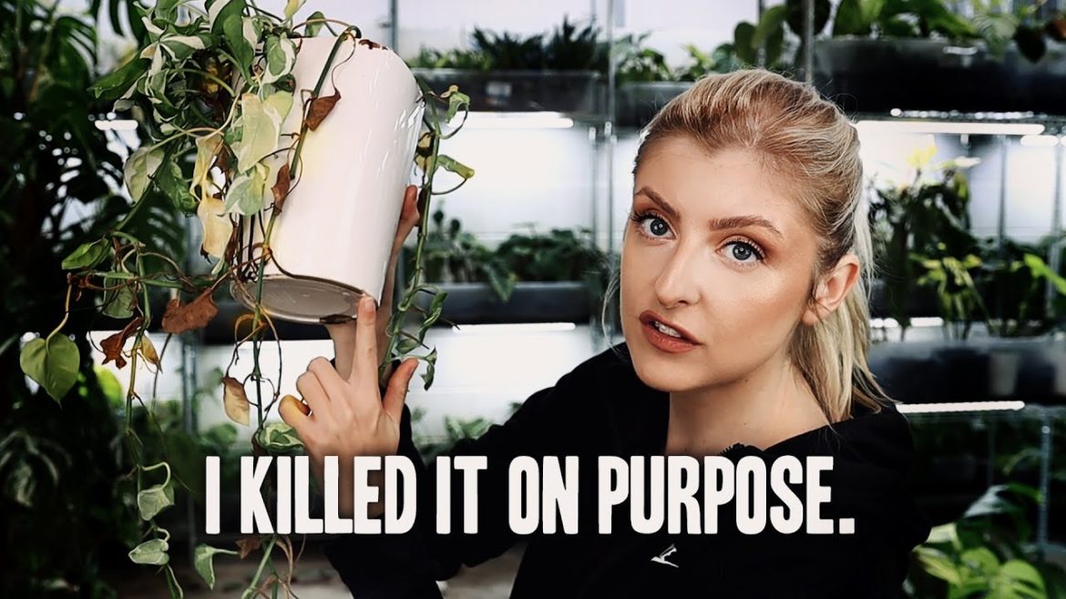 SO ANNOYED at the way these plants have turned out