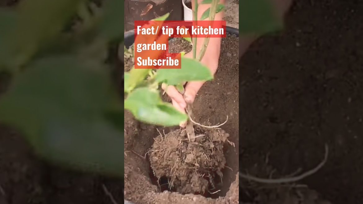 Fact/ tip for healthy vegetables in kitchen garden Fact/ tip for healthy vegetables in kitchen garden
