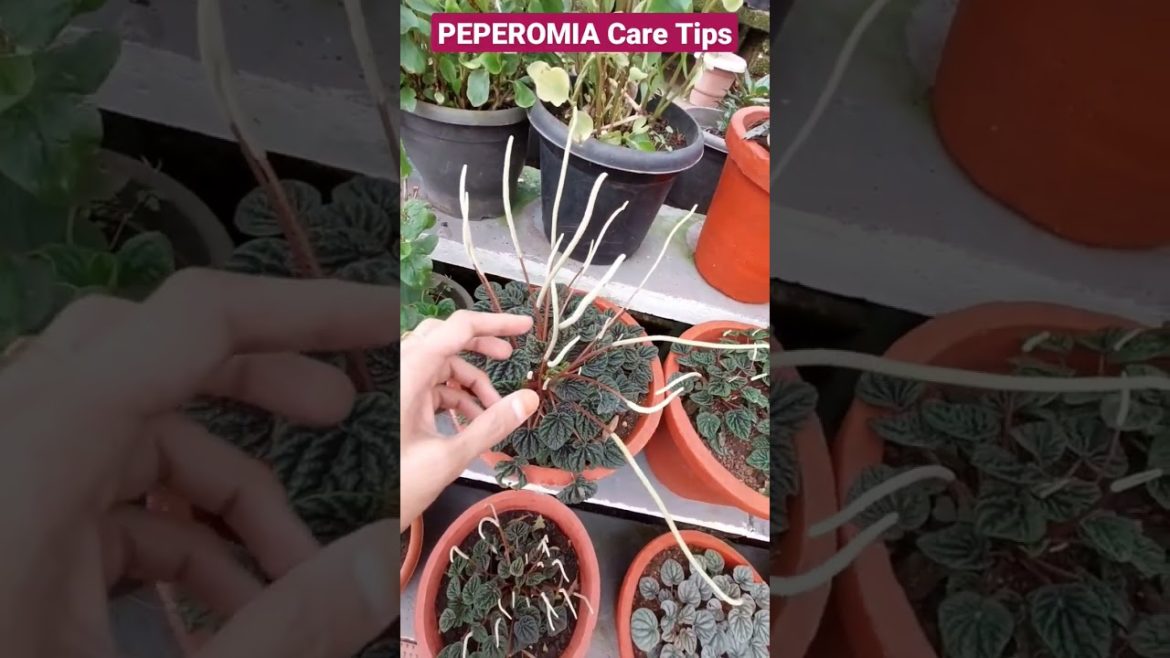 Tips 2 peperomia 🥰 beautiful🌸 #radiator🪴 #shorts