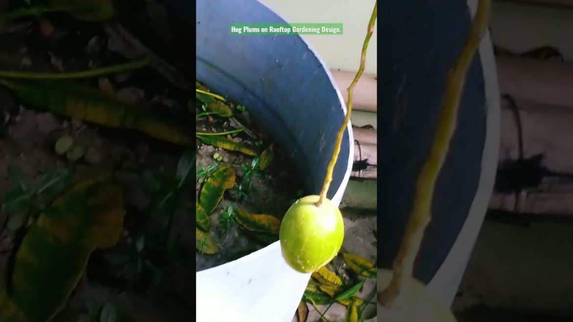 Hog Plums on rooftop gardening design. #viralvideo #viral #gardening #shorts #fruit Hog Plums on rooftop gardening design. #viralvideo #viral #gardening #shorts #fruit