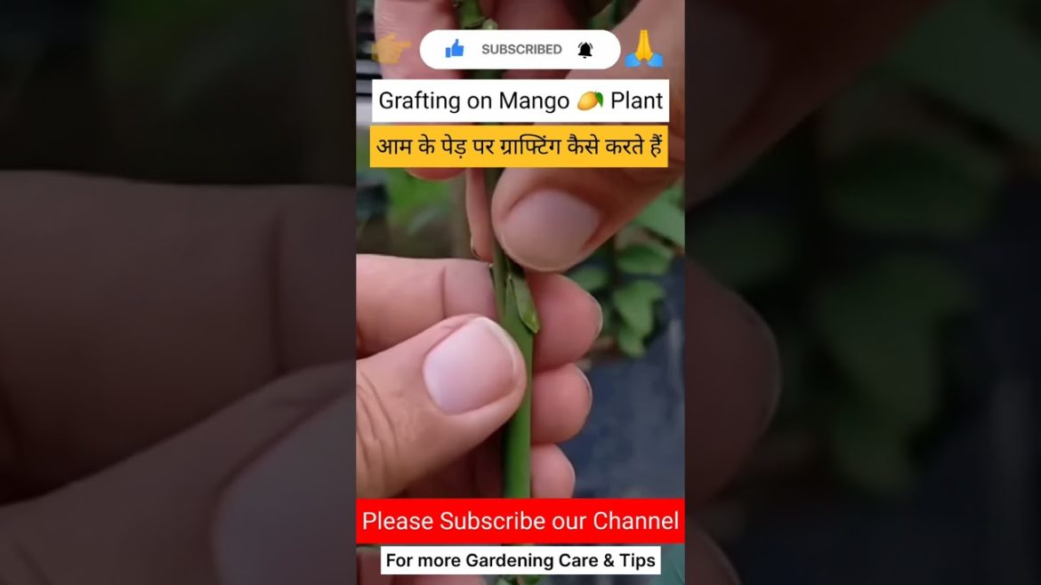#mango#plants#grafting#grow #fruit  #farming#roses#king#gardening#organic #organicfertilizer#shorts