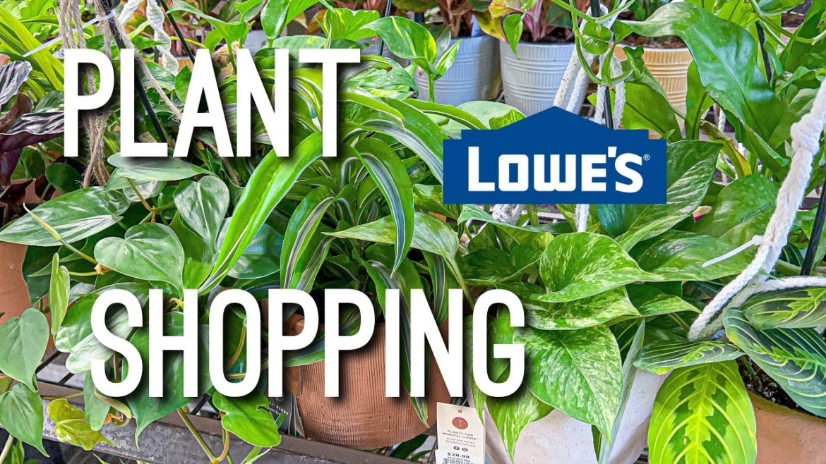 Lemon Lime Maranta, Philodendrons, Marble Queen, & More! Plant Shopping at Lowe’s Big Box Store!