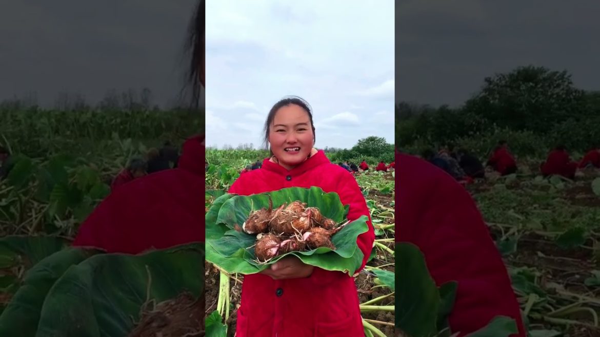 Taro tuber harvest season