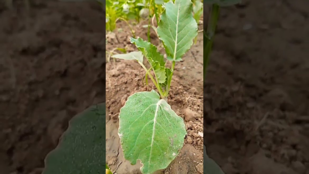 Vegetable Tree !!  #viral  #shorts  #trending