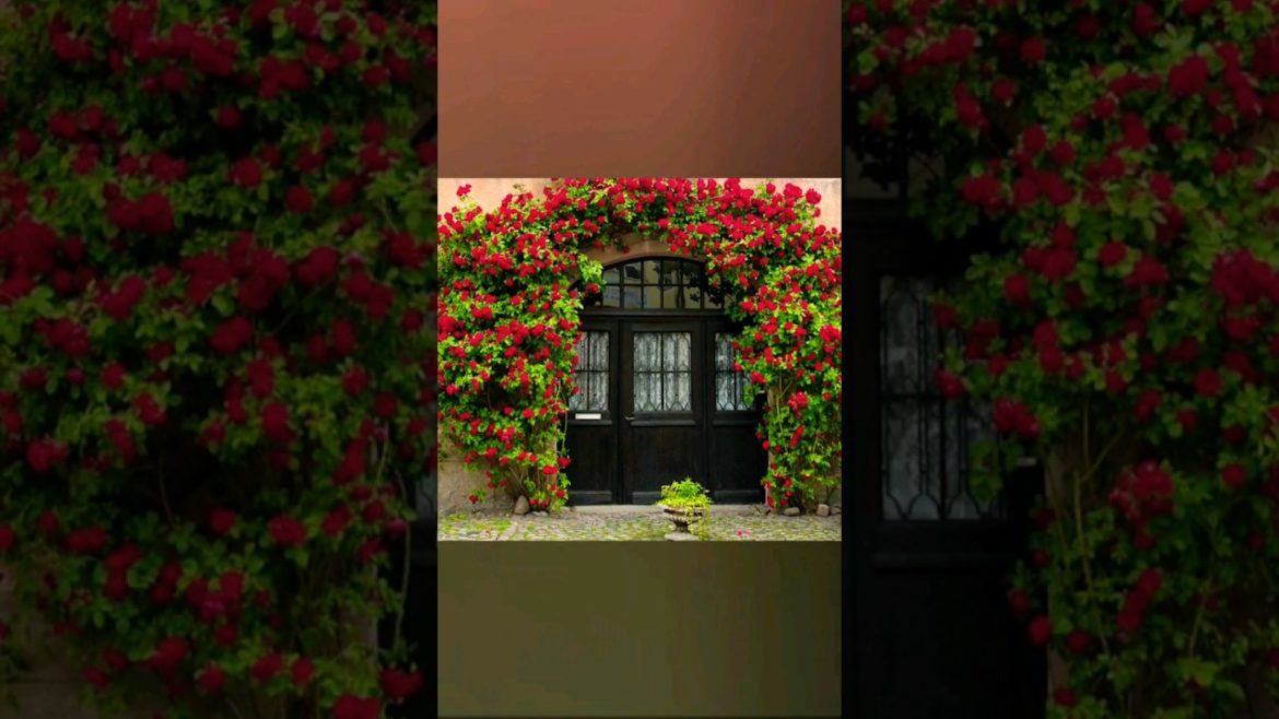 Home entrance decor ideas #shorts #youtubeshorts #decor #garden #viral #gardening #diy #shortsfeed Home entrance decor ideas #shorts #youtubeshorts #decor #garden #viral #gardening #diy #shortsfeed