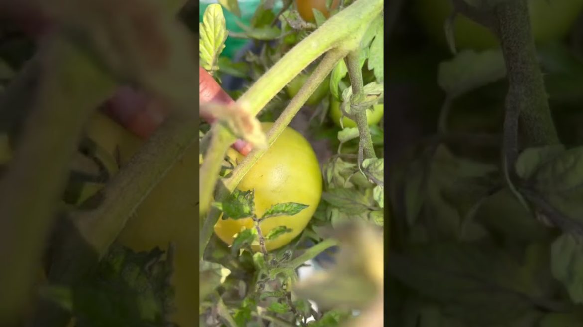 दो मोटे मिलेंगे पहले