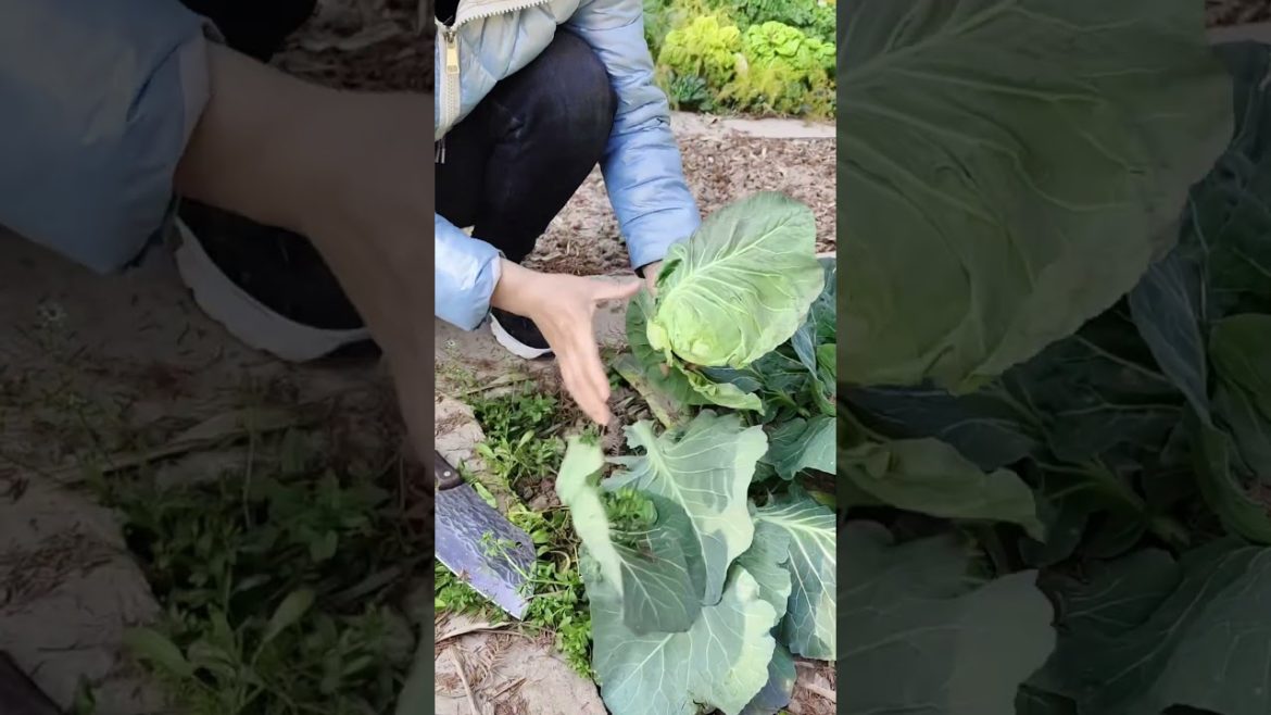 Lifestyle #shorts #7