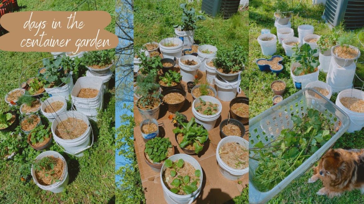 BUDGET CONTAINER GARDEN | PLANTING PEPPERS | BLUEBERRY LAVENDER LATTE | WHAT I EAT | PATRICIA BUDGET CONTAINER GARDEN | PLANTING PEPPERS | BLUEBERRY LAVENDER LATTE | WHAT I EAT | PATRICIA