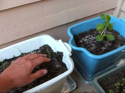 Patio Vegetable Container Garden Update #2 4/17/10 Patio Vegetable Container Garden Update #2 4/17/10