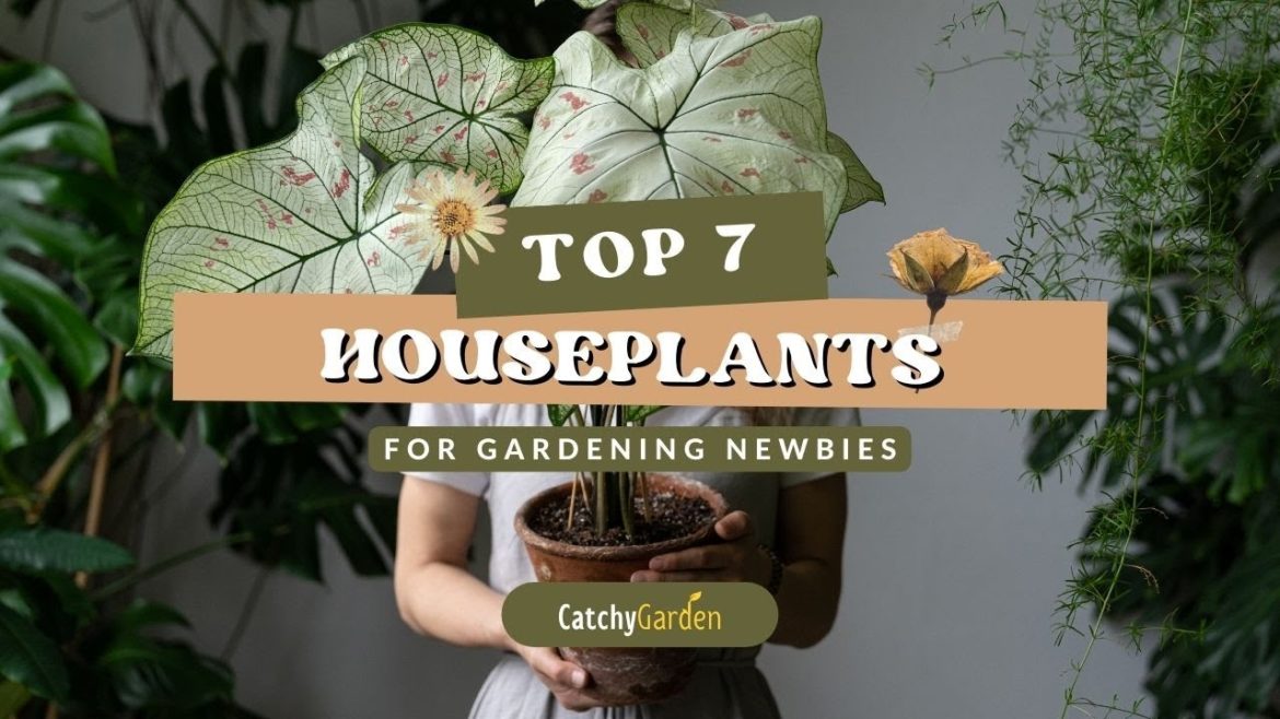Top 7 Houseplants for Gardening Newbies 🌱🌷 // Gardening Tips Top 7 Houseplants for Gardening Newbies 🌱🌷 // Gardening Tips