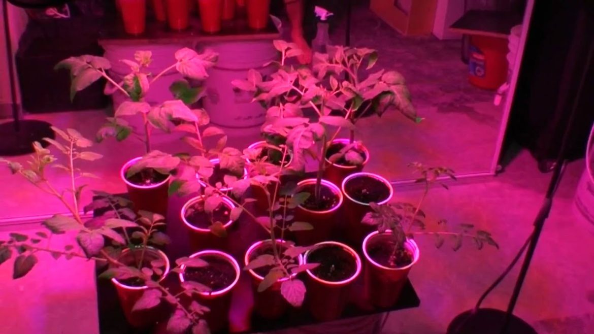 My Indoor Container Garden Grown By 90 Watt Led UFO Grow Light Update 1 My Indoor Container Garden Grown By 90 Watt Led UFO Grow Light Update 1