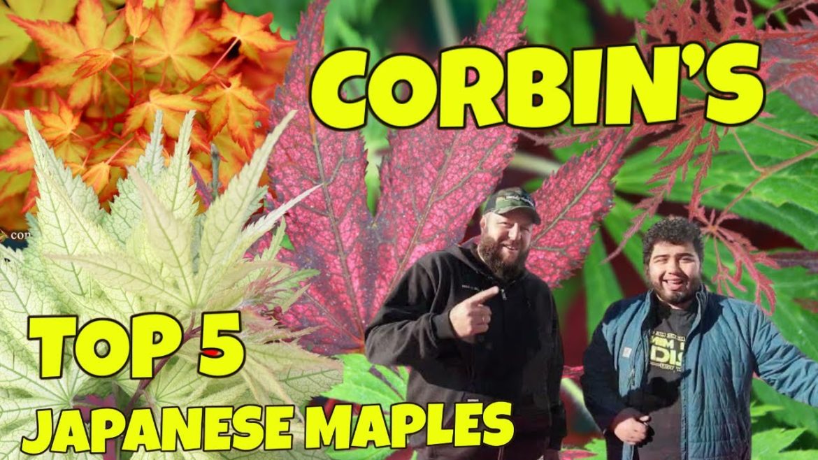 Corbin's Top 5 Japanese Maples Of The Week | MrMaple.com