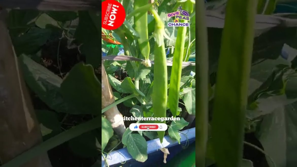 peas in grow bag #shorts #shortsvideo #status #subscribe #organic #peas #plants #like