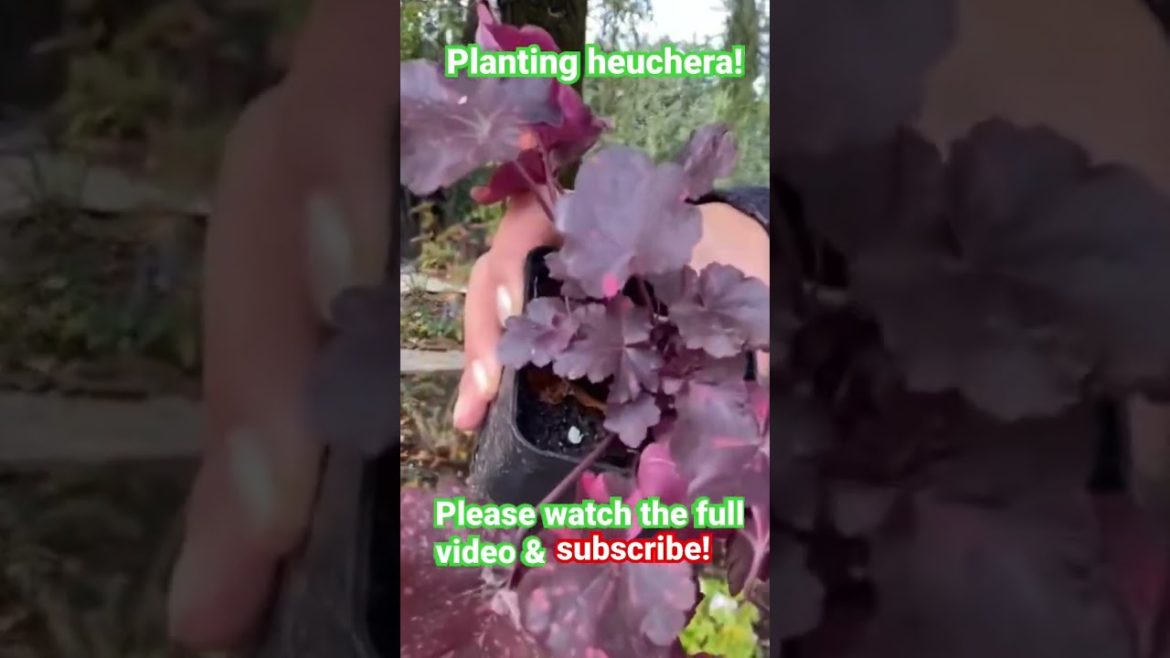 Planting heuchera!